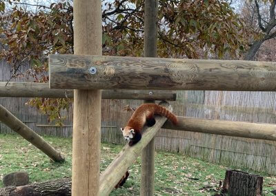 Potawatomi Zoo Red Panda Exhibit
